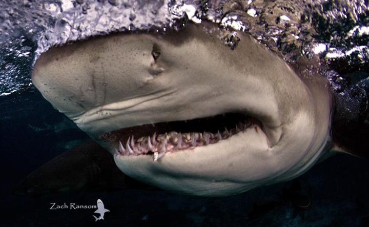 Study Points to an Increase in Great White Sharks off U.S. Atlantic Coast | CFLAS