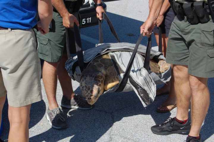 FWC and SeaWorld Orlando Return Sea Turtles to the Wild after ...