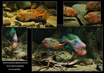 North and Central American Cichlids in the Display Aquarium by Lee Nuttall “a Guide on How to Display and Maintain This Fascinating Group of Freshwater Fish” Coming to a Bookshelf…