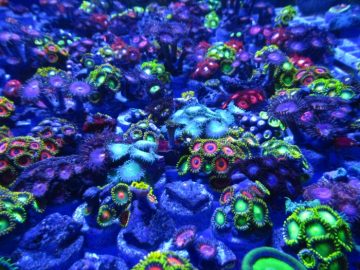 Identify This: Zoanthids Whether It’s the Scientific Name or the Variety Name of a Particular Coral, Reef Aquarists Want to Be Able to Identify What They Have in Their Tanks.…