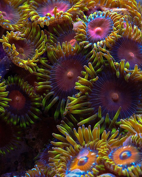 Z. sansibaricus and Z. sociatus are some of the most common Zoanthids kept in the hobby, they also may be the most diverse in color morphology. Photo by Sanjay Joshi.
