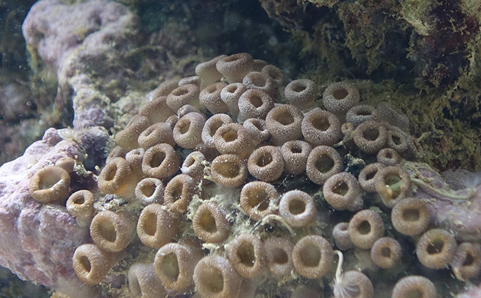 The polyps of P. mutuki, like all members of the genus Palythoa, feel rough to the touch because they incorporate sand into the outer layer of their polyps. Photo by Allison Lewis.