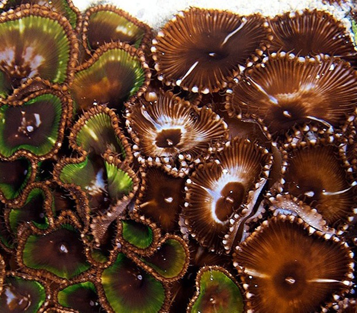 Palythoa grandis may not be the most colorful zoanthid but it can be a great addition to a reef aquarium. Photo by Sanjay Joshi.