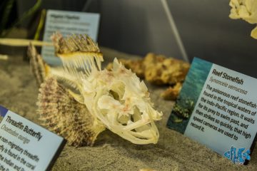 Local Orlando Attraction Features Skeletal Structures of Animals from Land, Sea, and Air