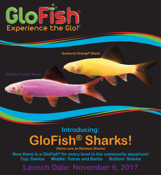 Glofish 2025 shark care