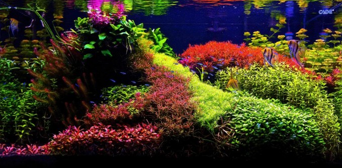 84 Aquascape Concept Terbaru