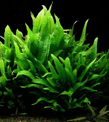 Thought You Were Doomed to Using Plastic Plants in Low-light? Look No Further! If You Need Something That Doesn't Require You to Invest in Lighting (and Electricity!), These Seven Genera…