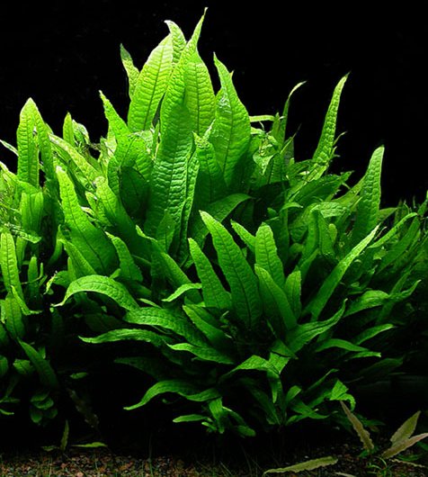 Seven Low Light Live Plant Options for Your Aquarium