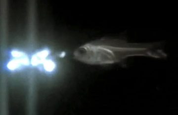 Although It May Appear That These Fish Are Spewing Blue Lava-like Nuclear Waste from Their Mouths, What You Are Witnessing is the Defense Mechanism of a Tiny Shrimp-like Organism Called…