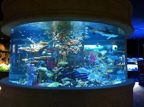 big aquarium shop near me