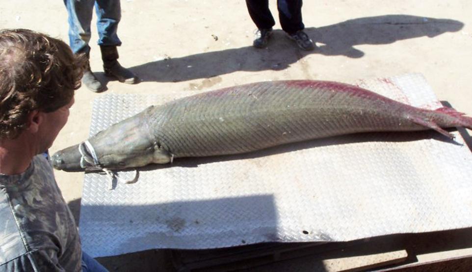 Massive 327 Pound Alligator Gar Measures Over 8 Feet Long CFLAS