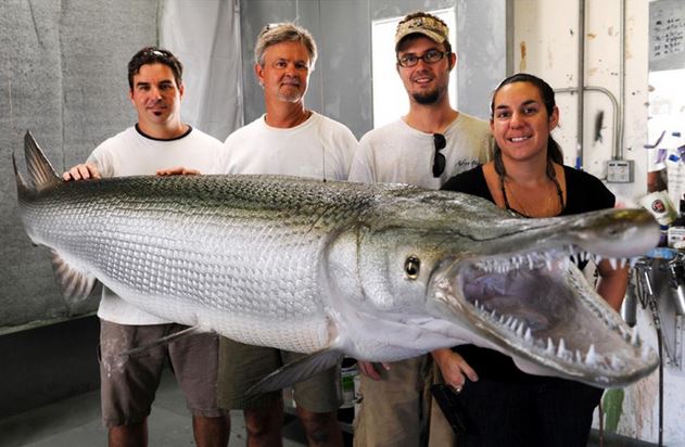 longest alligator gar