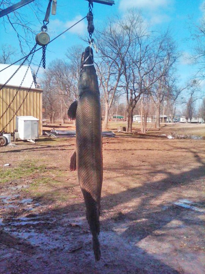 Massive 327 Pound Alligator Gar Measures Over 8 Feet Long CFLAS