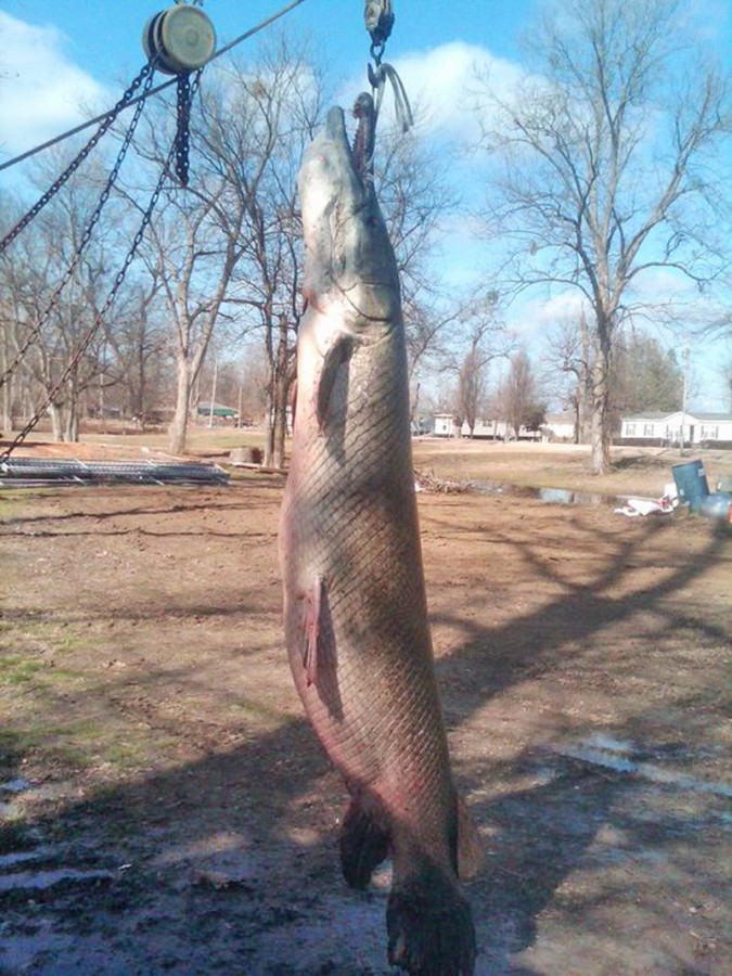 Massive 327 Pound Alligator Gar Measures Over 8 Feet Long CFLAS