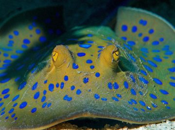 Stingrays Are a Group of Rays, Which Are Cartilaginous Fishes Related to Sharks. They Are Classified in the Suborder Myliobatoidei of the Order Myliobatiformes and Consist of Eight Families: Hexatrygonidae…