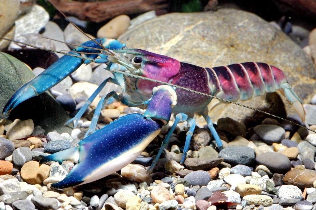 New Colorful Species of Freshwater Crayfish Identified | CFLAS