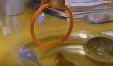 El Guapo, the Betta Fish, Has Been Conditioned to Jump out of Water and Through a Hoop