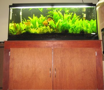 Build Your Own Aquarium Stand | CFLAS