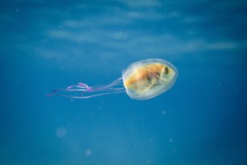 Fish Learning to Adapt; Found Floating Inside Jellyfish to Conserve Strength