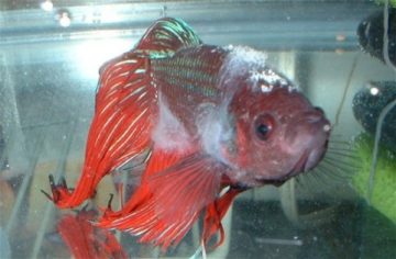 Columnaris This is a Very Common Ailment of Aquarium Fishes, Particularly Those That Prefer More Alkaline Water with a Higher Ph Like the Livebearers (mollies, Platys, Swordtails, Etc.). It Is…