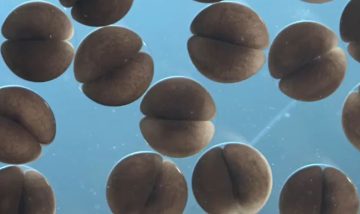 Incredible Time Lapse Video of Frog Eggs Developing and Hatching