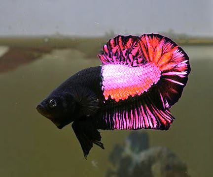 nice betta fish