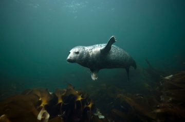 Grey Seal Interacts with Diver in Unique Experience