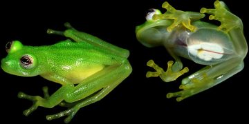 A New Species of Glass Frog, Hyalinobatrachium Dianae, Has Been Found in Slopes of the Talamanca Mountains of Costa Rica. Discovered and Described by Brian Kubicki, Stanly Salzar, and Robert…