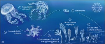 The Reproductive Cycle of Jellyfish is Amazing