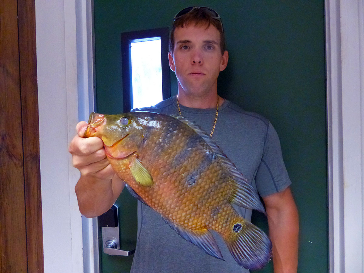 largest cichlid