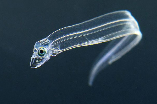 the-transparent-larval-stage-of-eels-leptocephalus-cflas