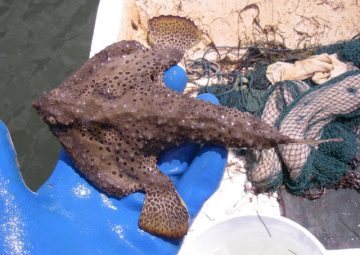 This Polka-dot Batfish Was Caught in the Northern Gulf of Mexico