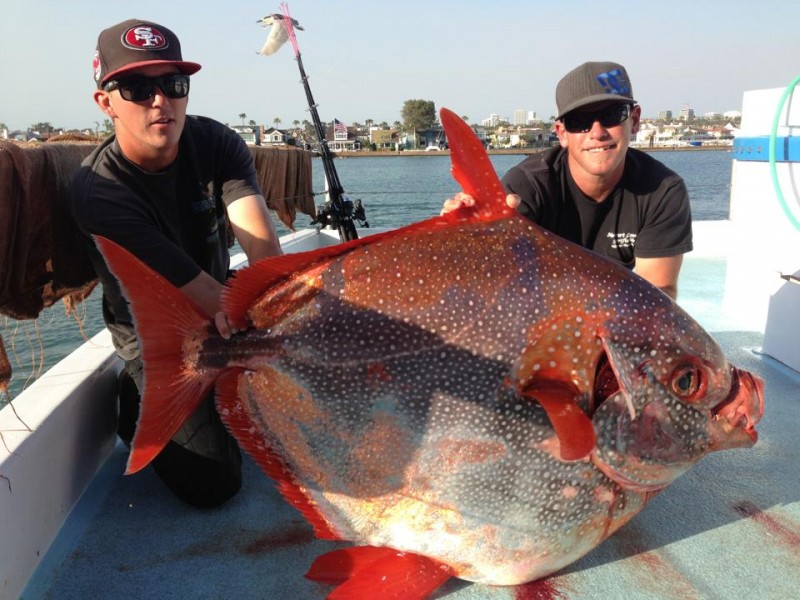 World's First Fully Warm-Blooded Fish Discovered in the Pacific Ocean |  CFLAS