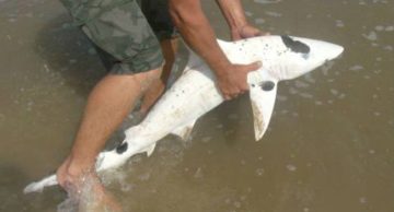A Look at a Rare Blacktip Spinner Shark with Piebaldism Disorder