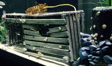 California Based Aquarium Insert Manufacturer, Poseidon Construction, Has Created Magic Once Again, This Time with a Lobster Trap Display Tank. Poseidon Construction is Responsible for the Breathtaking Professional Inserts Used…