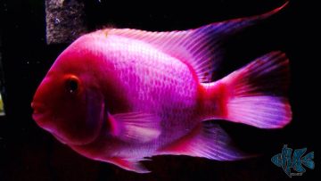 It Isn't Often You Come Across a Cichlid with Hot-pink Coloration, Especially when It Covers the Entire Body As in the Case of Derek Howle‘s Purple Rose Queen Cichlid. These…
