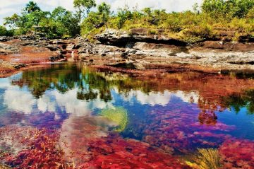 The World is Full of Amazing Rivers and Lakes. But One in Particular Really Stands Out. Caño Cristales, Commonly Referred to As ‘the River That Ran Away to Paradise' Is…