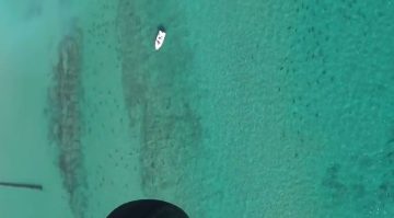 Tens of Thousands of Shark Migrating off the Coast of Florida