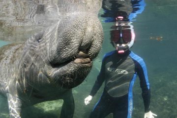 If You Are Looking to Have an Encounter with Wild West Indian Manatees, November Through March is Generally the Best Time to Do So in the Crystal River & Homosassa…
