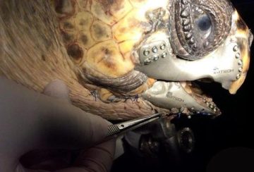 Sea Turtle Dubbed Akut3 One of World's First to Receive 3d Mech Implant
