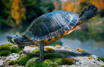 These Are Among the Coolest Twerking Turtles in Town!
