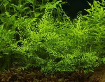 New to Live Plants in the Aquarium? Perhaps You Have Never Tried Them Before. Maybe You Have, and It Didn't Go Too Well. If You’re a Beginner, Look No Further!…