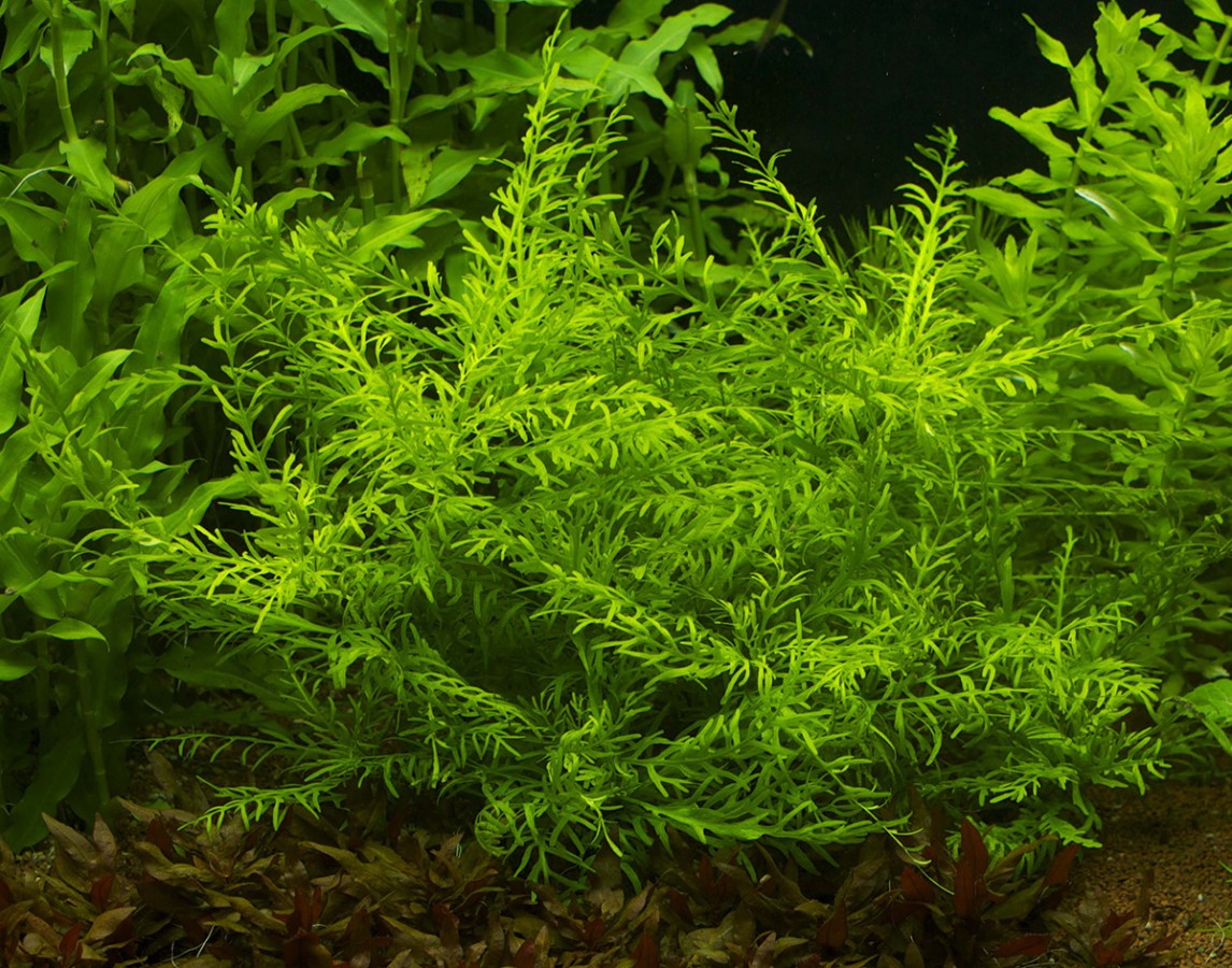 Eight Beginner Live Plant Options For Your Aquarium Cflas