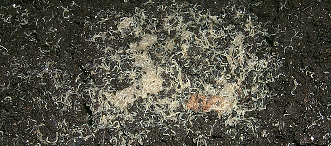 white worms fish food