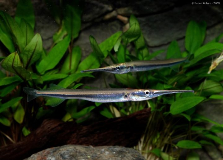 Needle Nose Gar | CFLAS